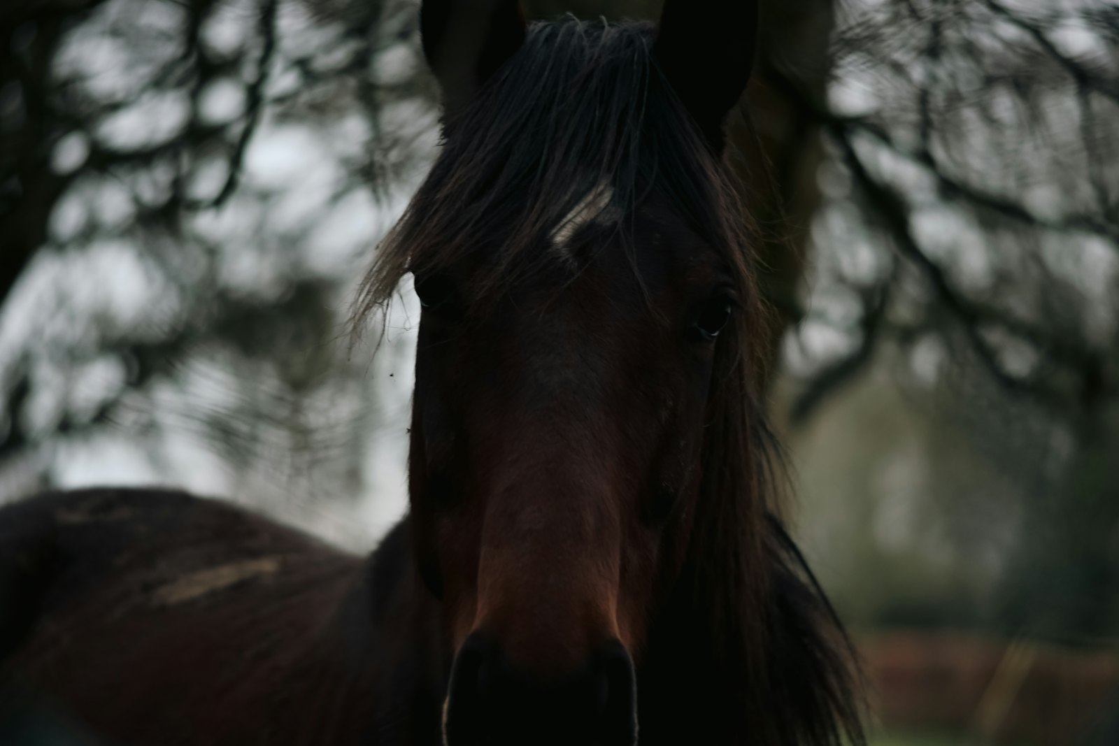 A dark bay horse looking directly at the camera