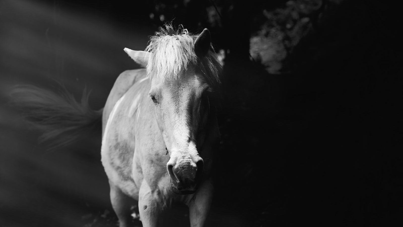 A horse emerging from shadow into light