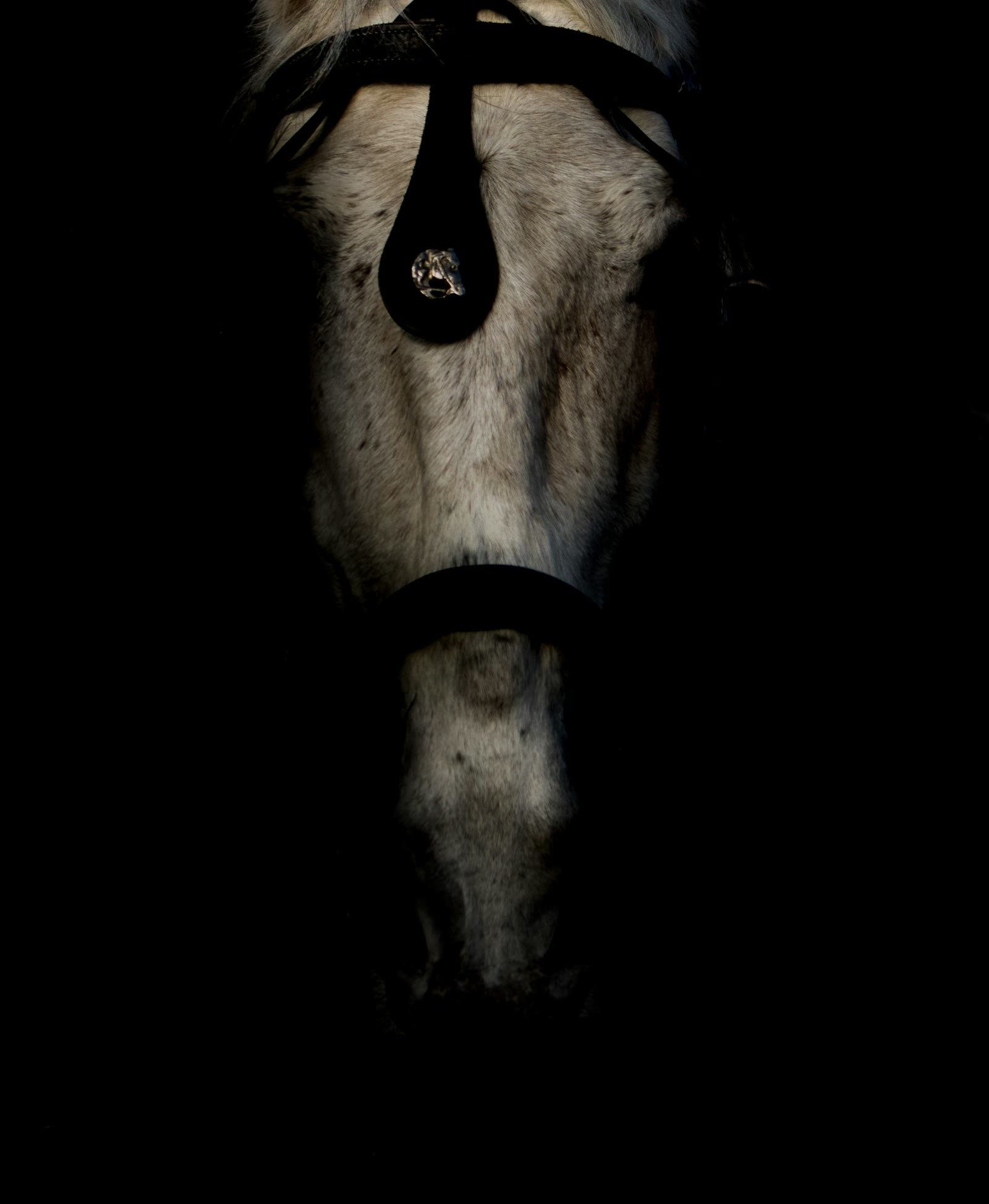 Close-up portrait of a horse's head lit against darkness